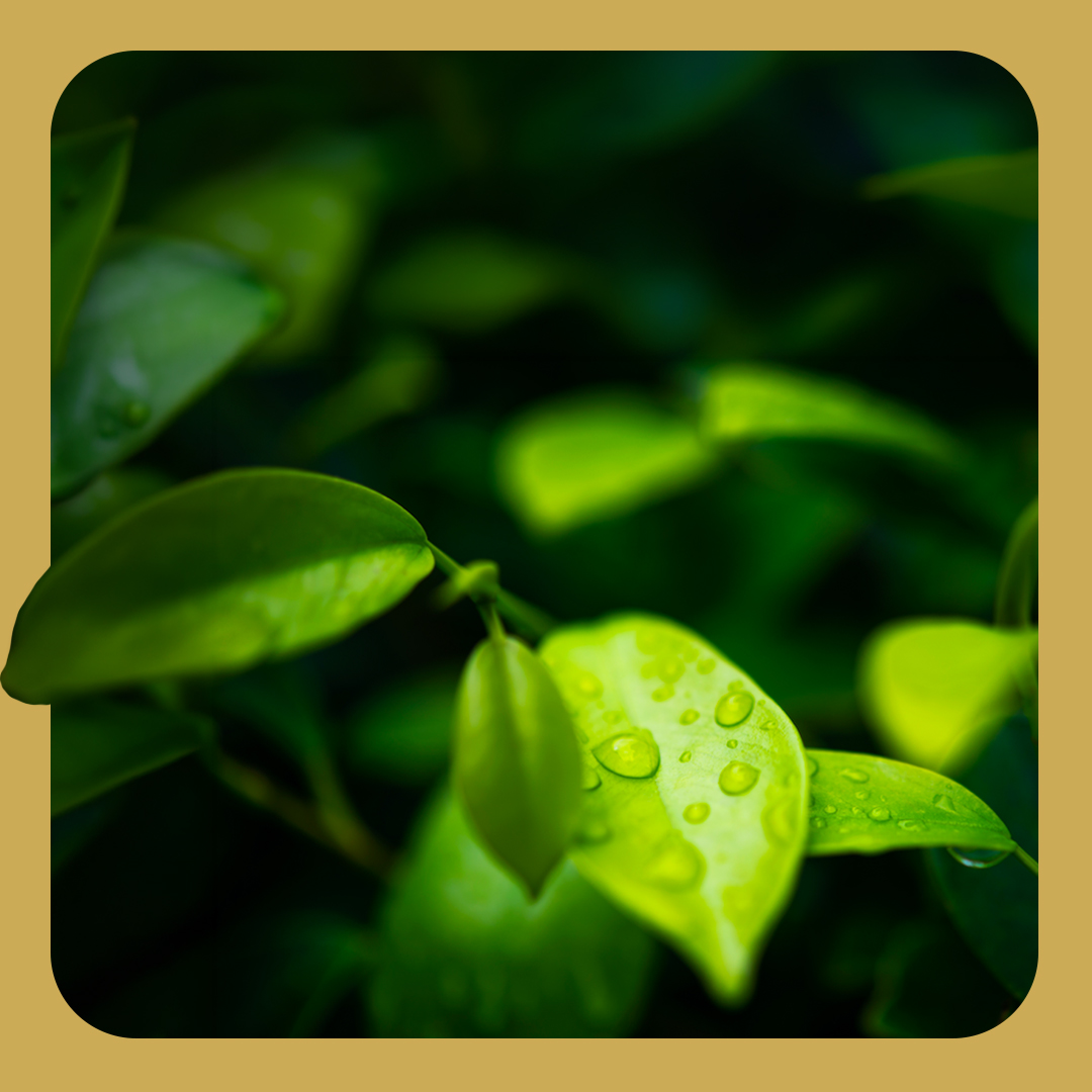 Single cultivar matcha